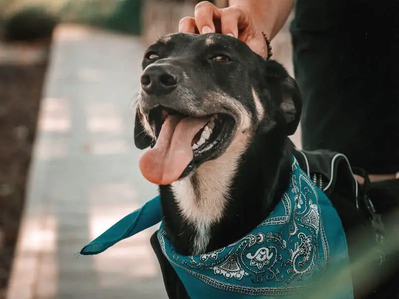 dog bandana - blue