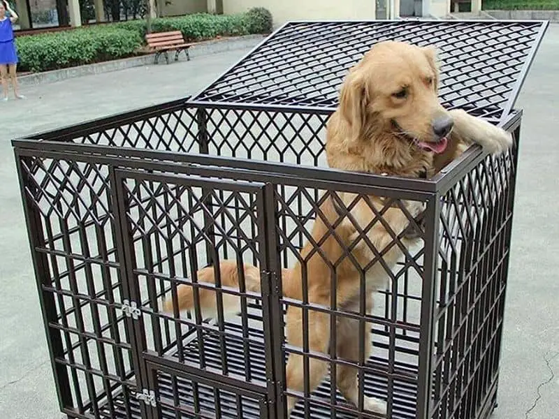 dog cage - golden retriever
