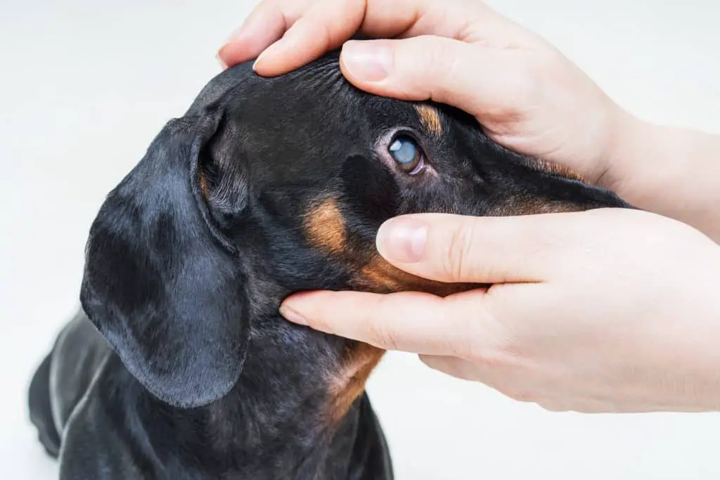 Kataraktchirurgie für Hunde