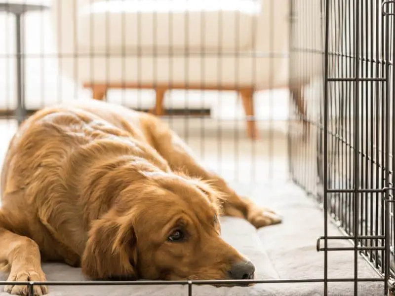 What Every Dog Owner Should Know About Dog Crates and Dog Apparel