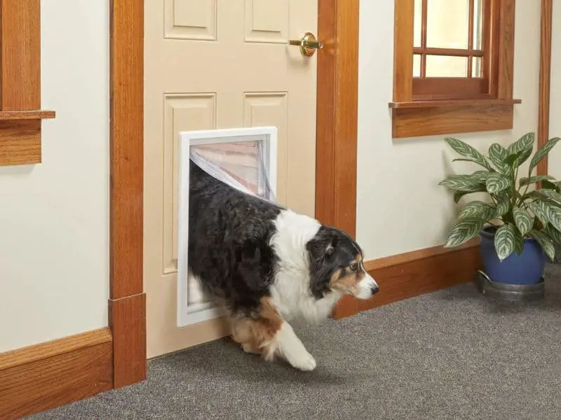 Dog Door - brown door