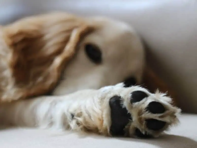 dog paw - with dog fcae