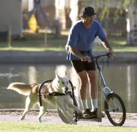 Scooter à moteur pour chien