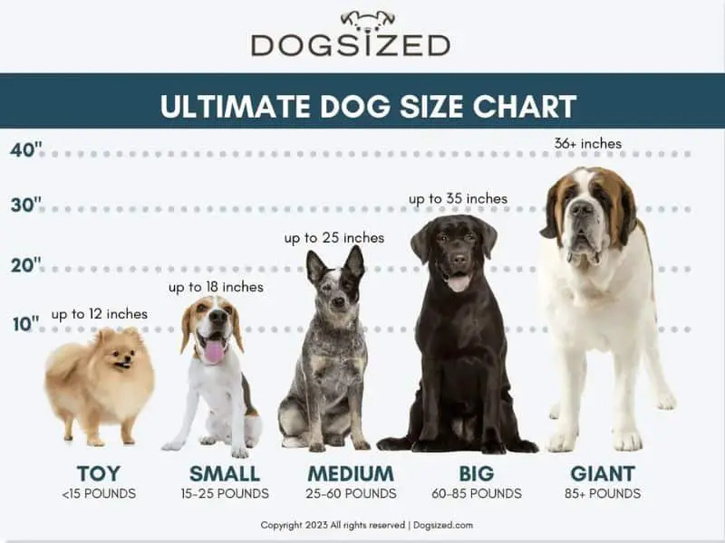dog size weight chart