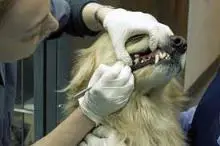 Nettoyage des dents de chiens sans anesthésie