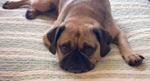 Puggle - Small Hybrid DOgs - small sized dogs - small dog breeds - small dogs