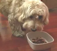 Kobi - Mélangeurs de repas pour chiens