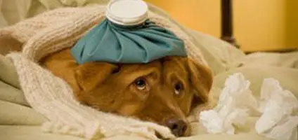 Kranker Hund mit Diarrhöe