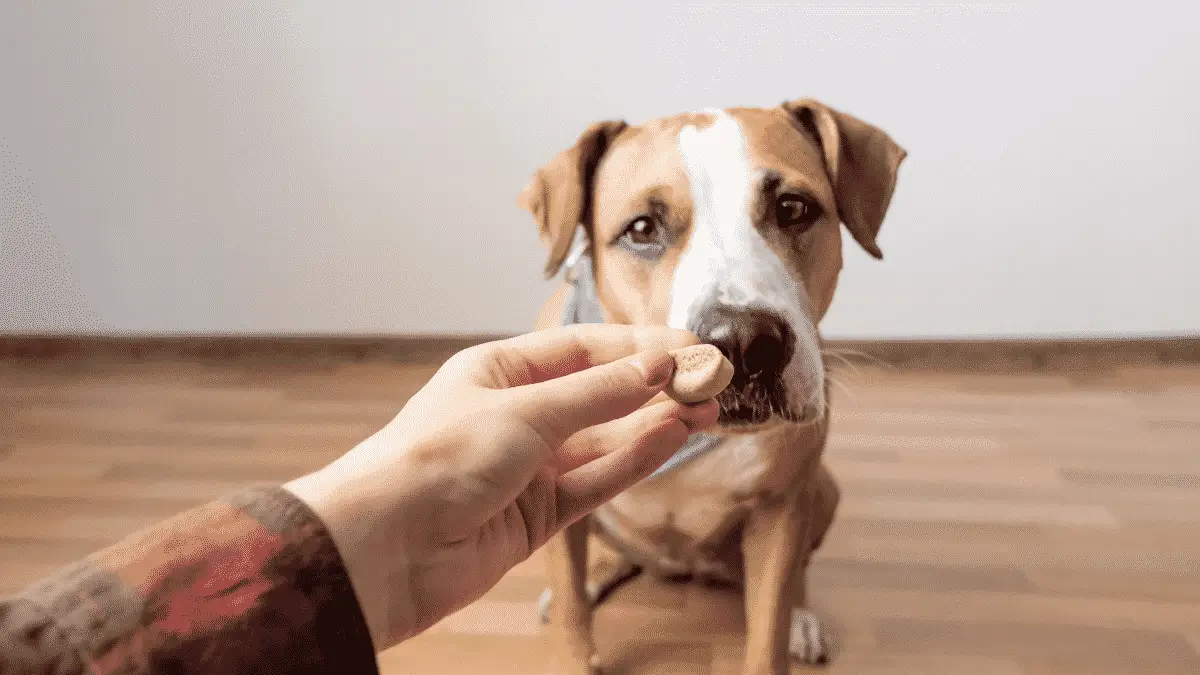 Les friandises préférées des chiens : Les choix de Kobi pour les meilleures friandises sur le marché