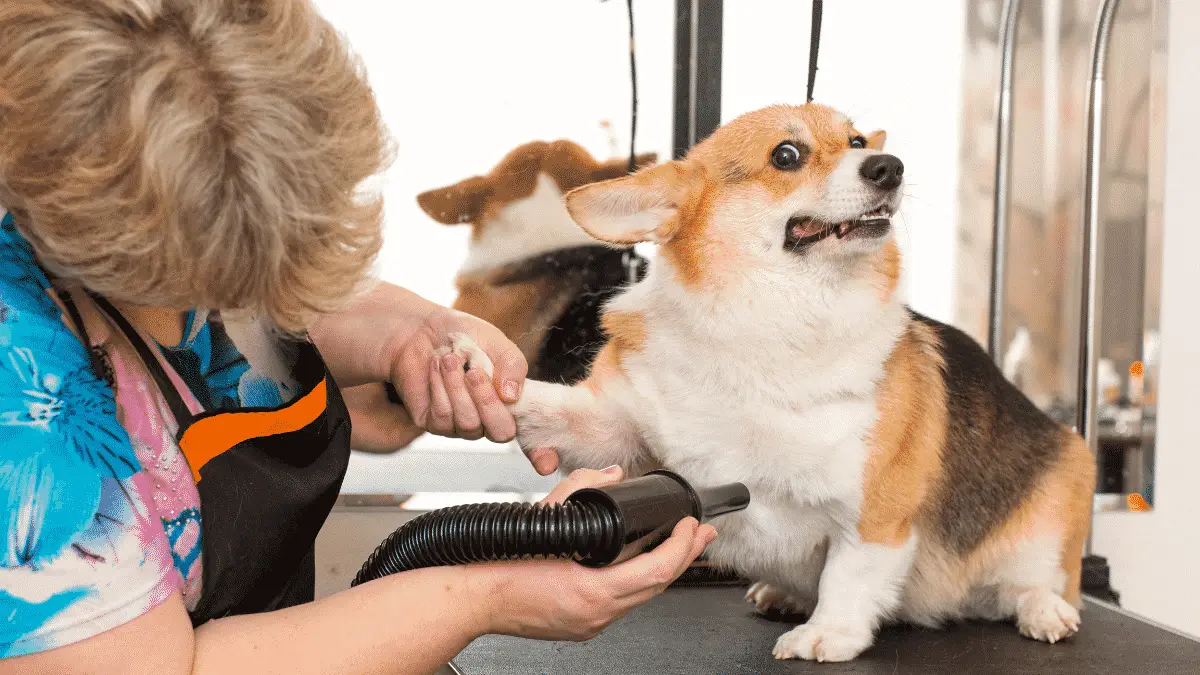 Essential Dog Grooming Tools So Your Dog Looks Its Best