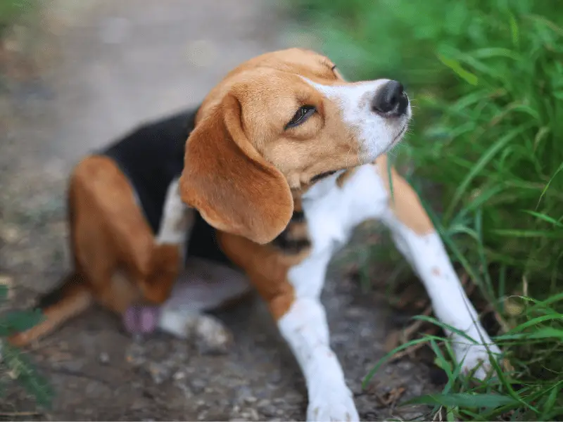 Dog Tick - beagle