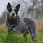 dogsized-australian-cattle-dog-medium-size-dog