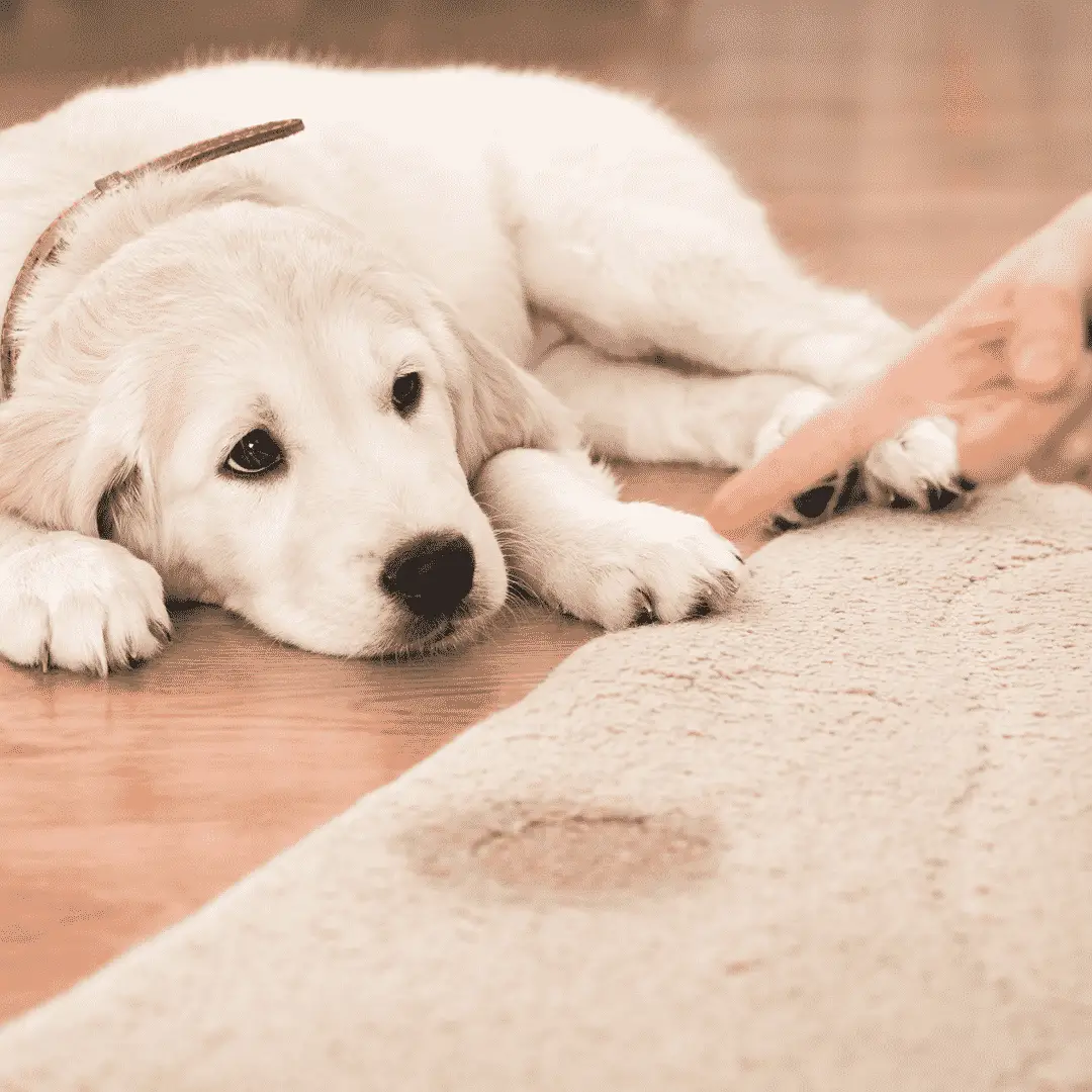 Was Sie über die Verwendung von Bauchbinden für Hunde wissen sollten