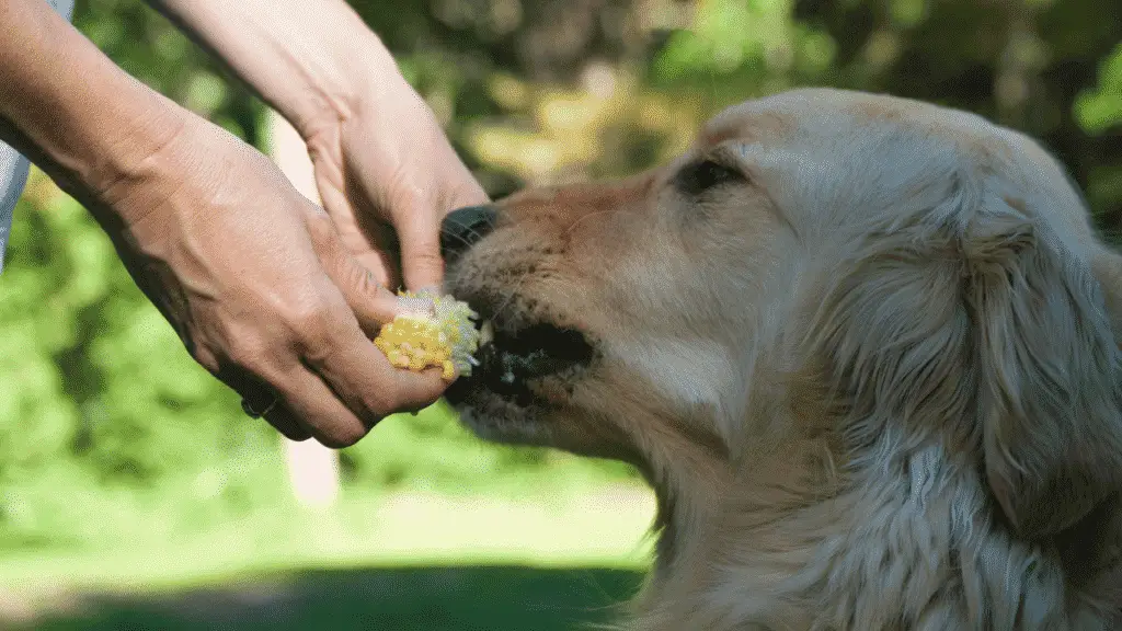 Gesunde menschliche Lebensmittel, die Hunde fressen können