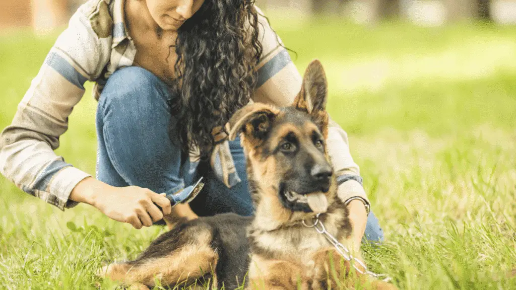 Comment gérer et réduire la perte de poils de votre chien ?