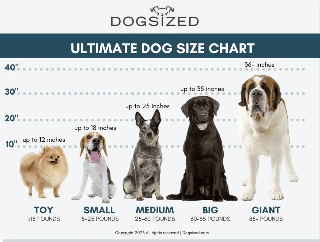 tableau des tailles pour les chiens