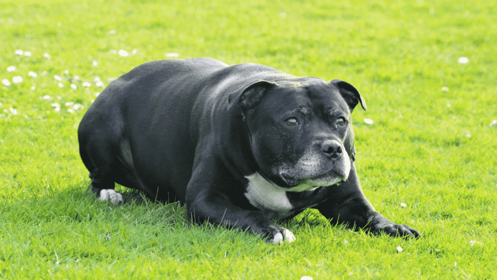 Staffordshire Bull Terrier - Chien de taille moyenne