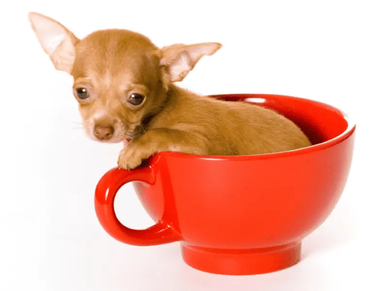 teacup dogs-brown
