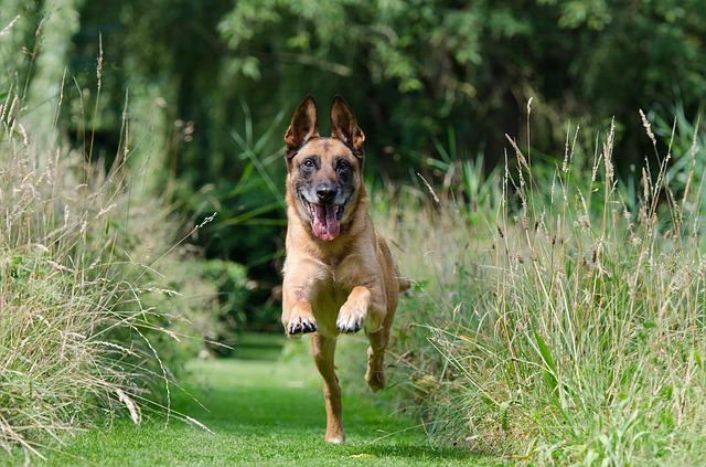 malinois, rückruf, hundeausbildung