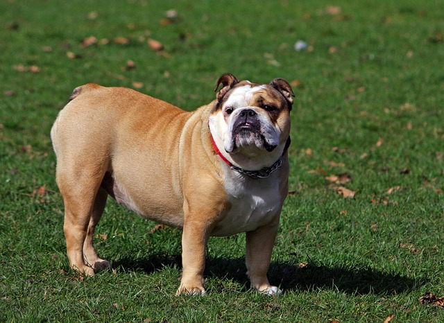 dog, bulldog, english bulldog