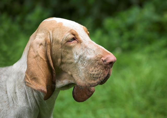 dog, bloodhound, animals