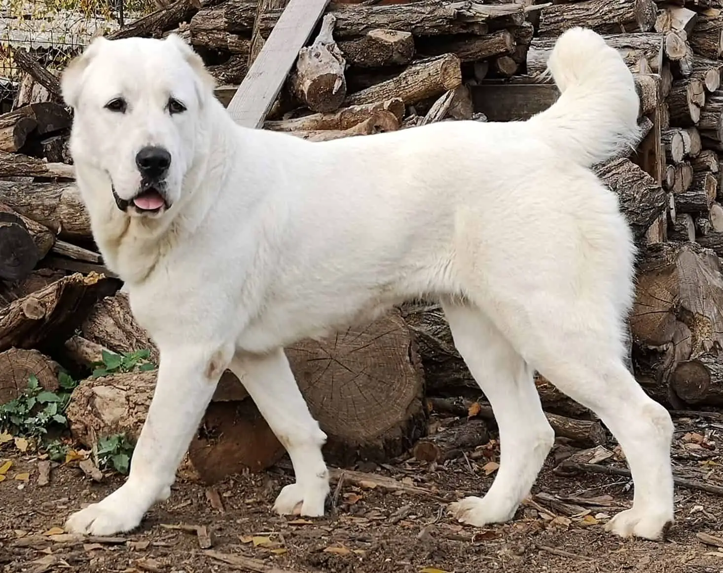 central asian shepherd dog size