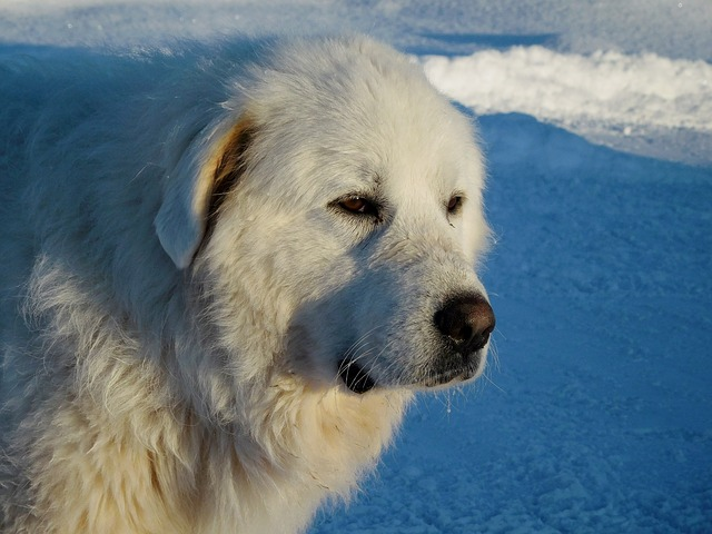 great pyrenees, dog, canine