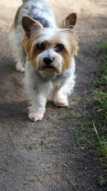 biewer yorkshire terrier, small dog, pooch