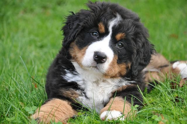 Berner Sennenhund, Hund, großer Hund