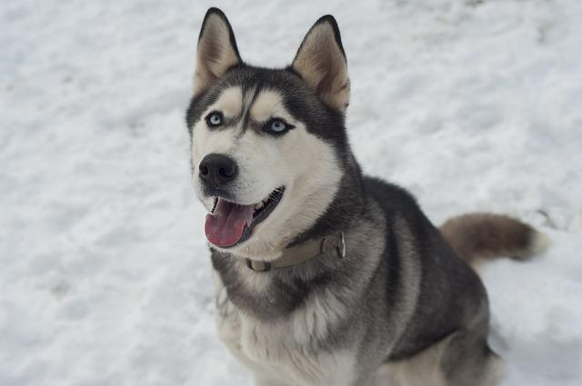 husky, dog, siberian husky