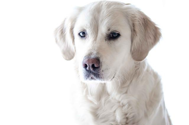 Hundefotografie, Hund, Tier