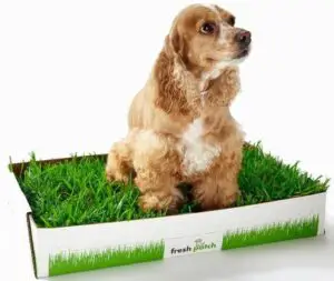 Indoor Dog Potty - when it&#039;s inconvenient to &quot;go&quot; outside Dogsized
