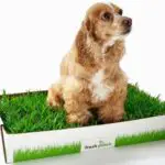 Pot pour chien avec de l'herbe véritable