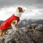 Veste d'hiver Hurtta Pet Collection, rouge