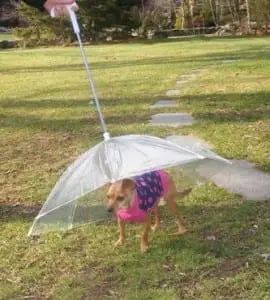 Pourquoi acheter un parapluie pour chien ? Taille du chien