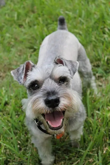 schnauzer miniature, schnauzer, animal