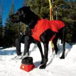 Veste pour chien Ruffwear Quinzee