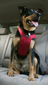 ClickIt Dog Harness