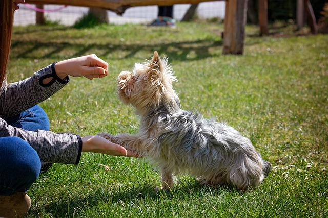 Hundetraining, Hund, Tier