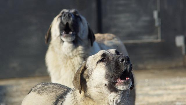 Kinderwagen, Obdachlos, Hund