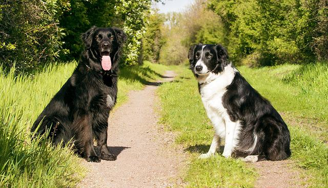 Hunde, Tierporträt, Haustier, Sind Hunde leicht zu erziehen