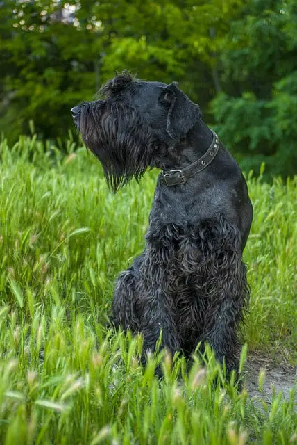 giant schnauzer, grass, forest