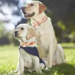 Collar Size Chart for Dogs - dog collar