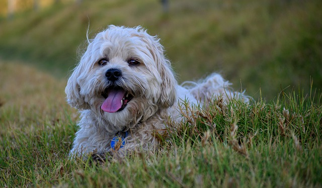 dog, shih tzu, maltese