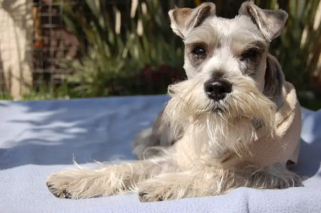 chien, animal de compagnie, schnauzer