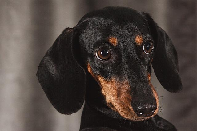 dog, dachshund, animal