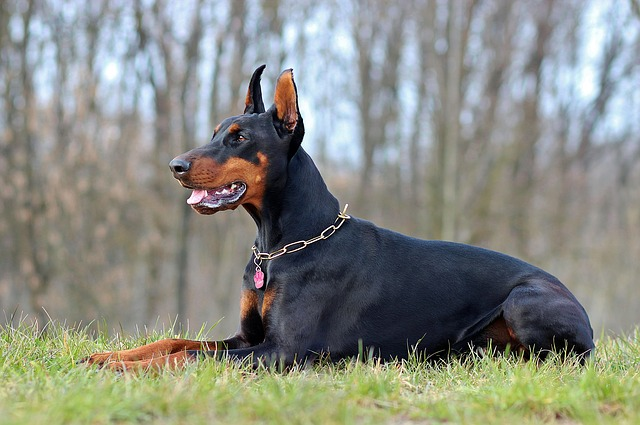 lying, doberman, dog