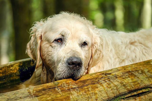 Golden Retriever, Hund, Retriever