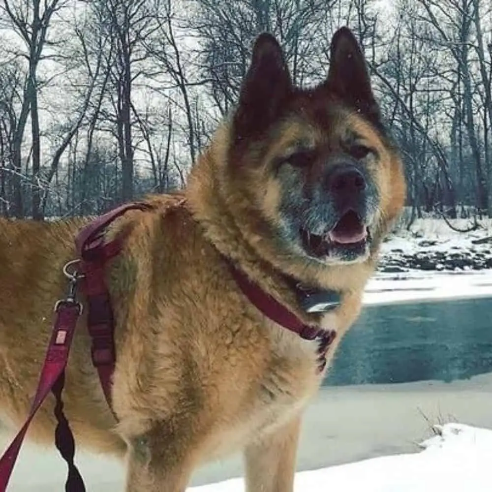 Akita Schäferhund - braun im Schnee