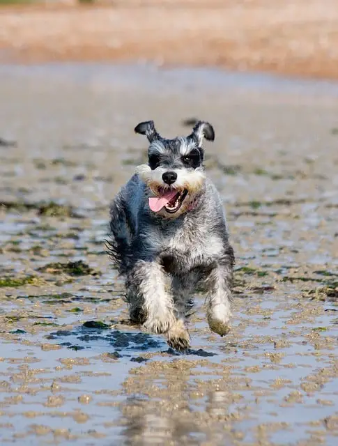 schnauzer, miniature schnauzer, dog